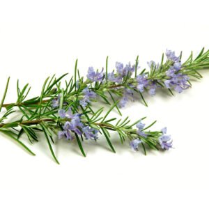 Organic Rosemary